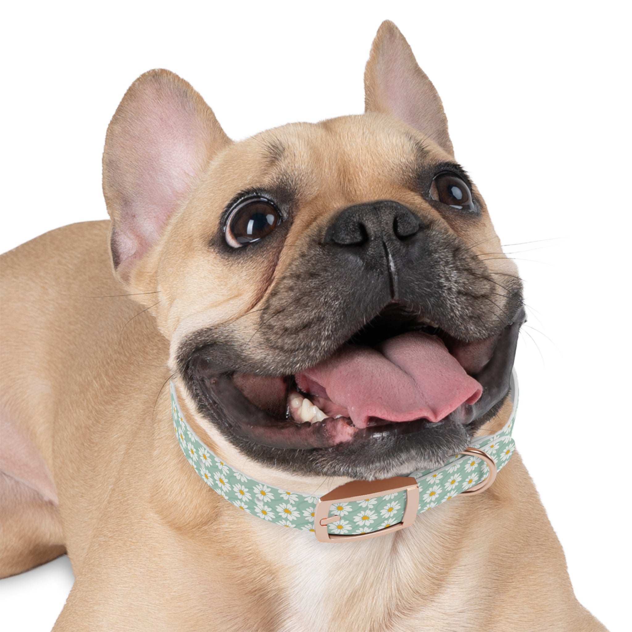 Daisy Print Dog Collar