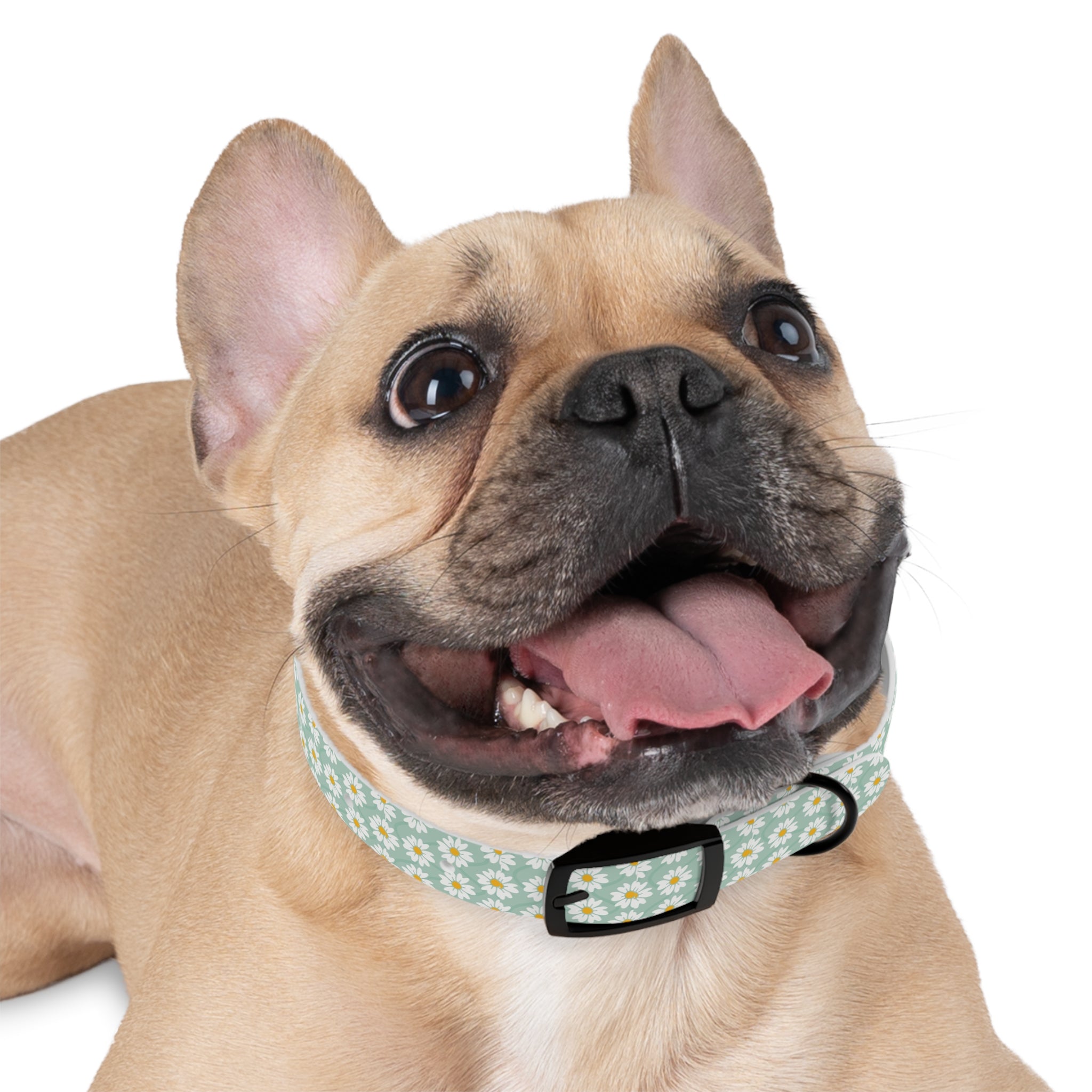 Daisy Print Dog Collar