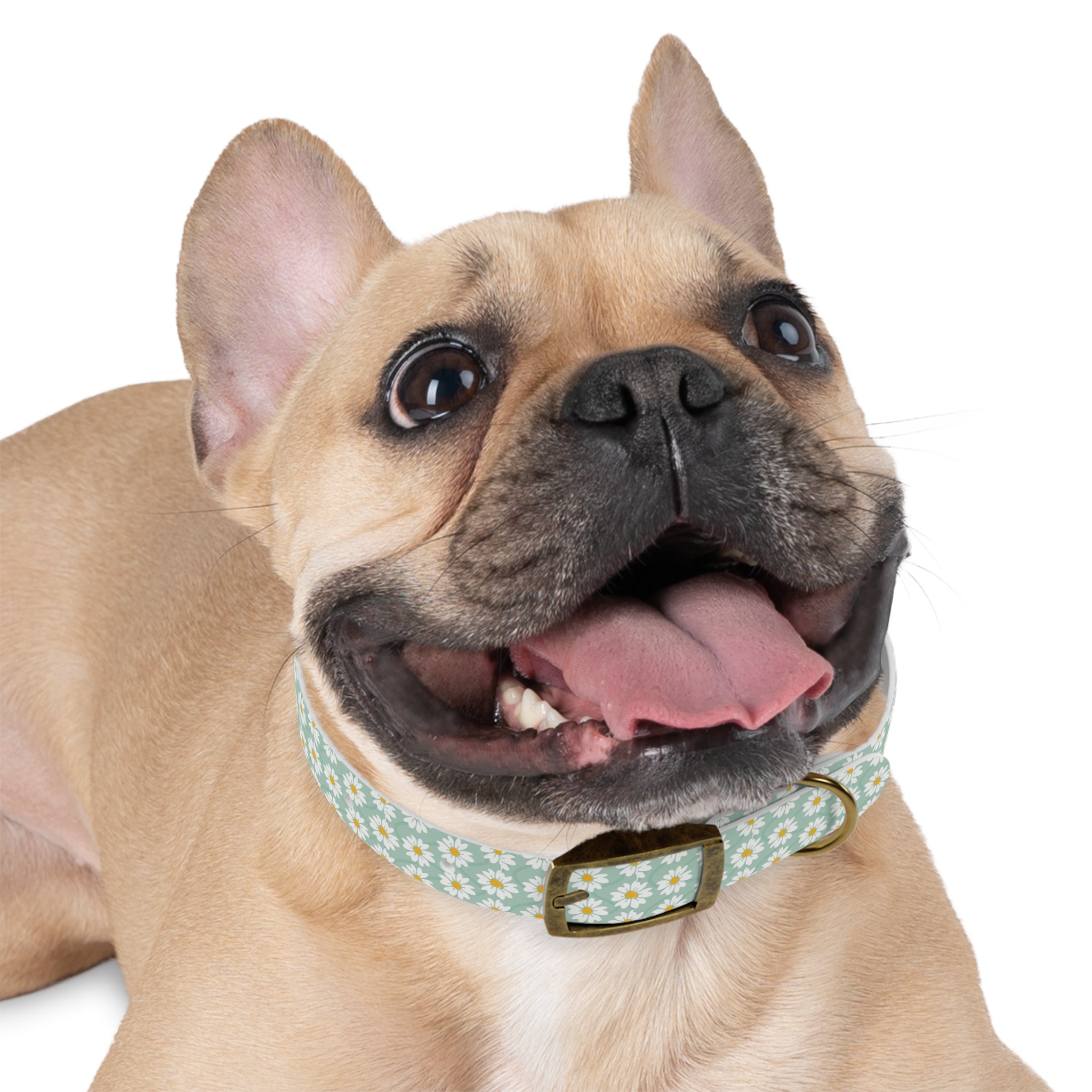 Daisy Print Dog Collar