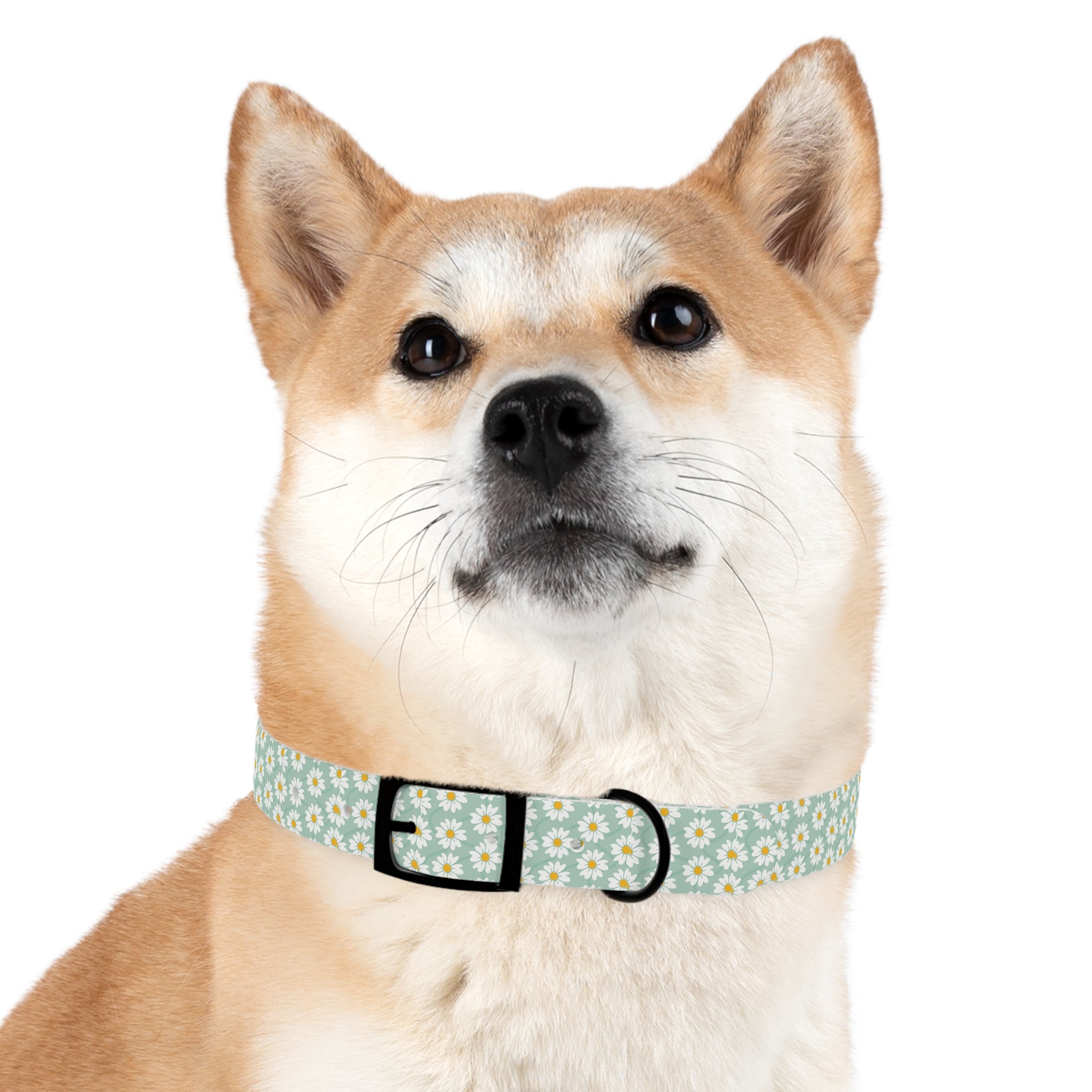 Daisy Print Dog Collar