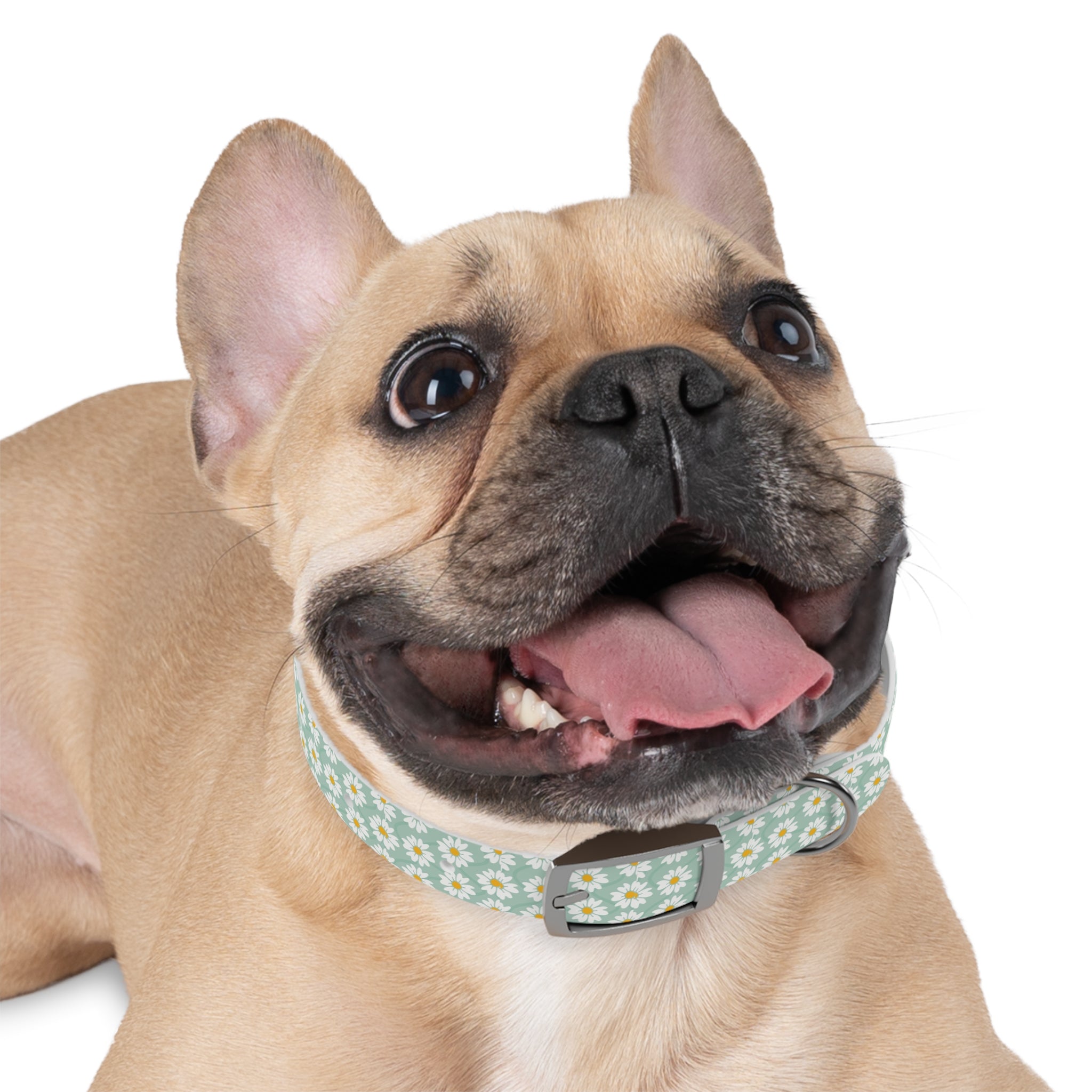 Daisy Print Dog Collar