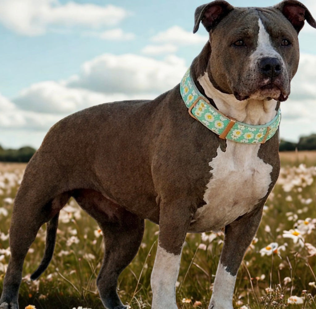 Daisy Print Dog Collar