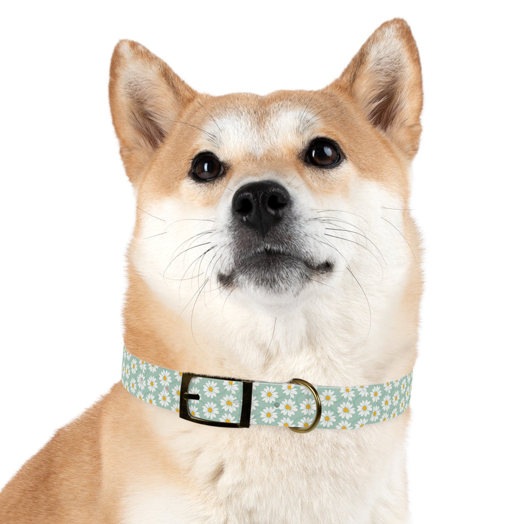 Daisy Print Dog Collar